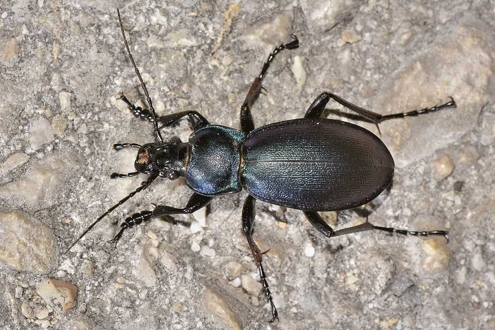 Carabus violaceus picenus